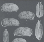Cytheridea marginuspinosa Purper & Ornellas, 1991 - SEM valves images from original paper