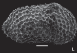 Aleisocythereis polikothonus Ceolin & Whatley, 2015 - Holotype SEM image from original paper