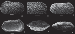 Aleisocythereis polikothonus Ceolin & Whatley, 2015 - SEM valves images from original paper