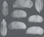 Cytheridea minipunctata Purper & Ornellas, 1991 - SEM valves images from original paper