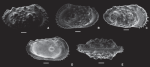 Apatoleberis noviprinceps Ceolin & Whatley, 2015 - SEM valves images from original paper