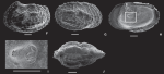 Mimicocythereis attilai (Bertels, 1975) - SEM valves images from original paper
