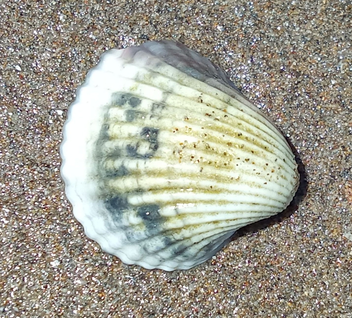 Cerastoderma glaucum, Fig.1