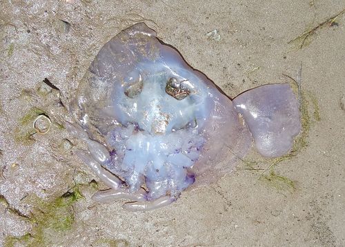 Rhizostoma pulmo, Fig.1