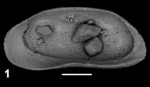 Phlyctenophora farkasi (ZALANYI, 1913).