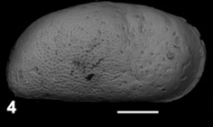 Cyprideis
