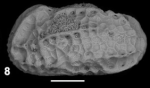 Chrysocythere cf. paradisus 