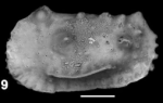 Occlusacythereis cf. cultrata 