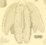 Alcinoe papillosa Delle Chiaje, 1841