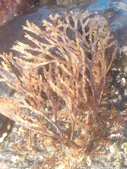 Caulibugula ciliata, Fig.1