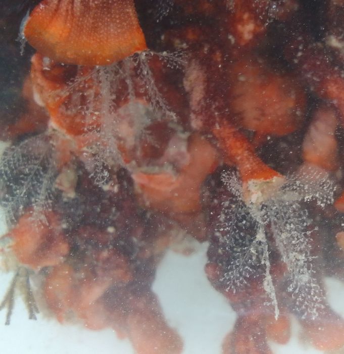 Kichenpaueria Kichenpaueria