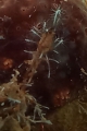 Hydrozoa (hydroids)