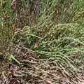 Salicornia quinqueflora, Fig.3