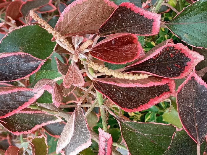 Acalypha wilkesiana, Fig.1 Acalypha wilkesiana, Fig.1