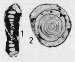 Discospirella plana Okimura & Ishii, 1981 Discospirella plana Okimura & Ishii, 1981