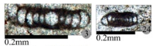 Rectogordius iranicus Alipour & Vachard in Alipour et al., 2013 Rectogordius iranicus Alipour & Vachard in Alipour et al., 2013