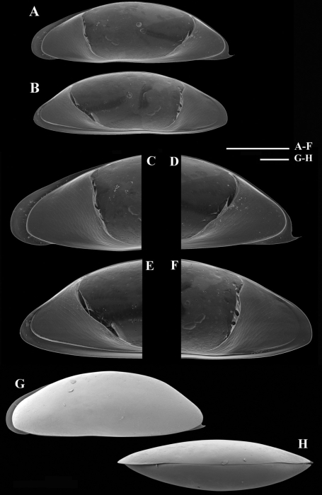 Dolerocypris sisaketensis Savatenalinton & Suttajit, 2016 - SEM valves images from original paper