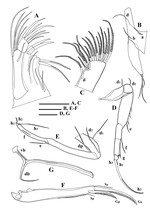 Dolerocypris sisaketensis Savatenalinton & Suttajit, 2016