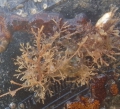 Hydrozoa (hydroids)