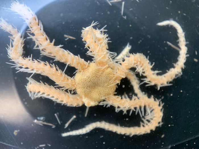 Ophiacantha anomala Ophiacantha anomala