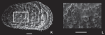Castillocythereis multicastrum Ceolin & Whatley, 2015 - SEM valves images from original paper