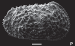 Castillocythereis albertoriccardii Ceolin & Whatley, 2015 - SEM valves images from original paper