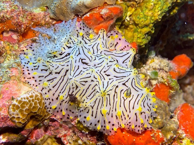 Halgerda jennyae Halgerda jennyae