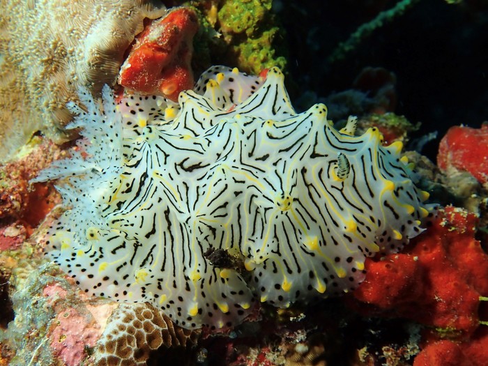 Halgerda jennyae Halgerda jennyae