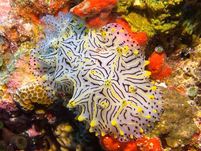 Halgerda jennyae Halgerda jennyae