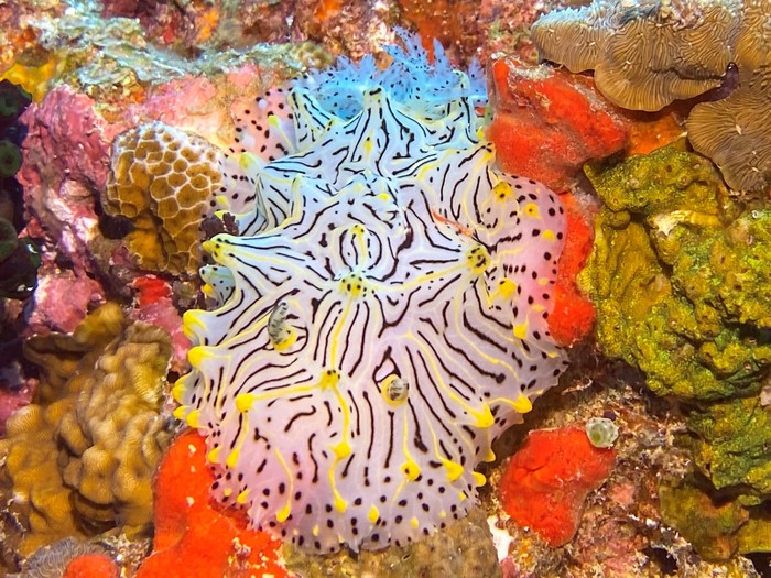 Halgerda jennyae Halgerda jennyae