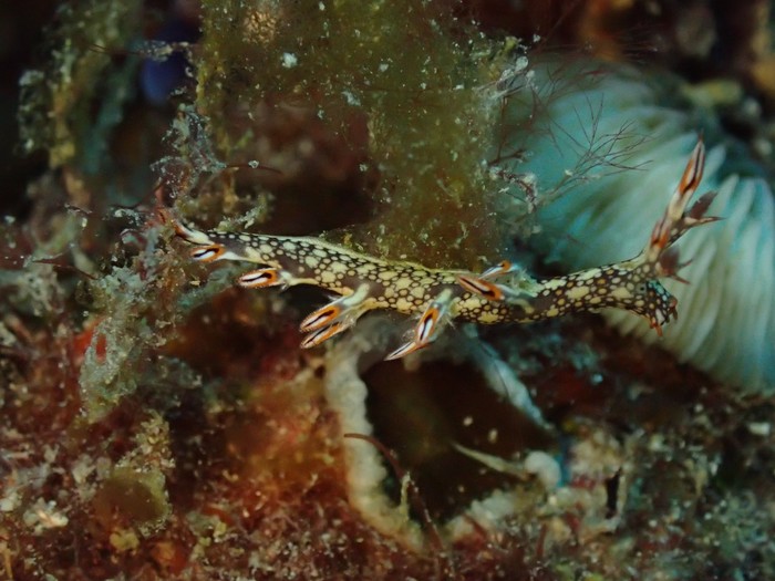 Bornella anguilla