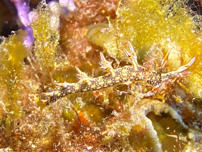 Bornella anguilla Bornella anguilla