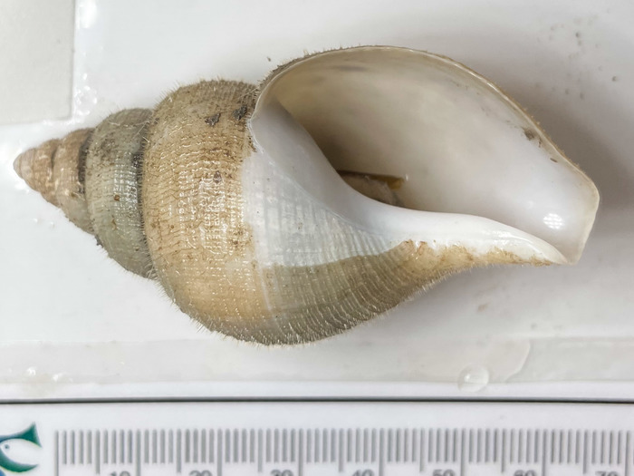 Colus pubescens Colus pubescens