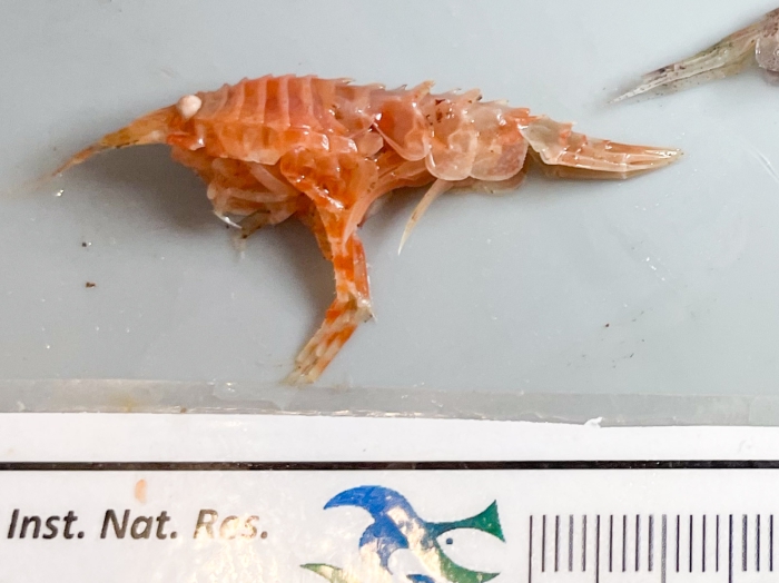 Rhachotropis sp. Rhachotropis sp.