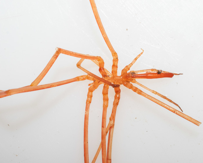 Colossendeis angusta - main body Colossendeis angusta - main body