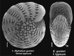 Chromista - Foraminifera (foraminifers)