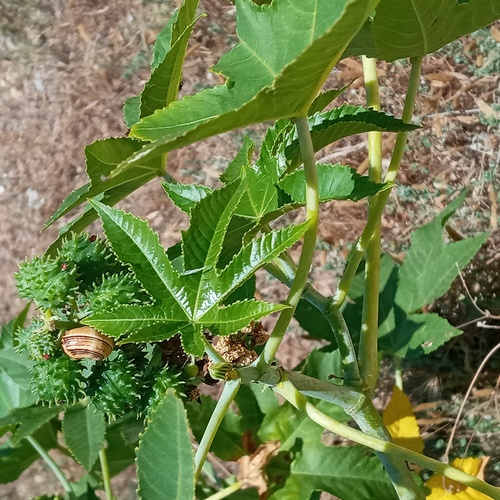 Ricinus communis, Fig.1