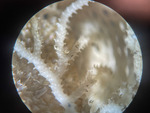 Hornera cf. lichenoides - detail