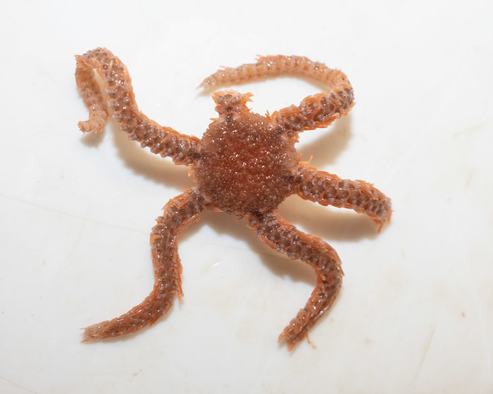 Ophiosabine anomala Ophiosabine anomala
