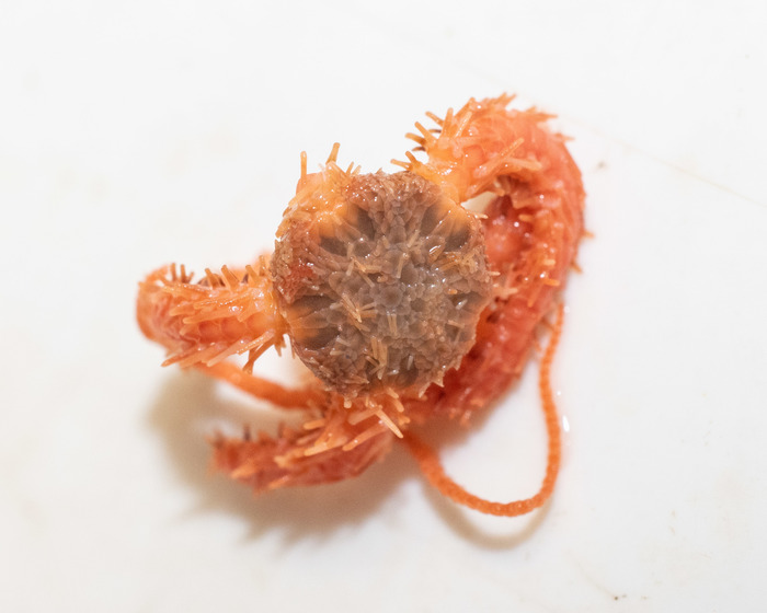 Ophiactis abyssicola Ophiactis abyssicola
