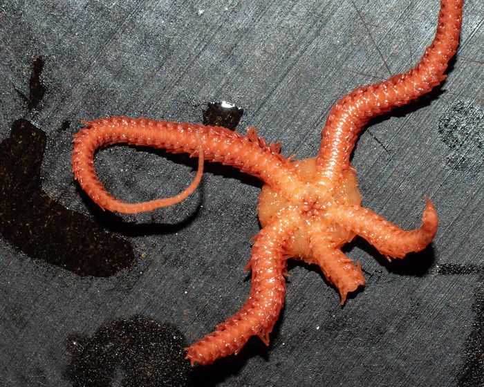 Ophiactis abyssicola - oral view Ophiactis abyssicola - oral view