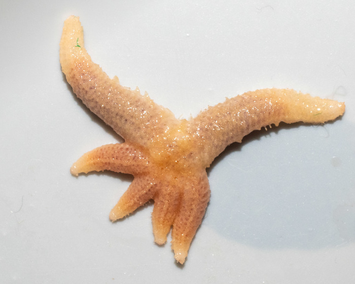 Sabinea sarsii - close view Sabinea sarsii - close view