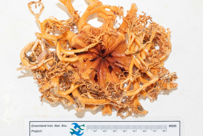 Gorgonocephalus eucnemis - Arctic specimen in aboral view Gorgonocephalus eucnemis - Arctic specimen in aboral view