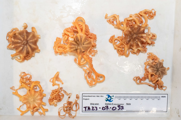 Gorgonocephalus eucnemis - small Arctic ones from a coral Gorgonocephalus eucnemis - small Arctic ones from a coral