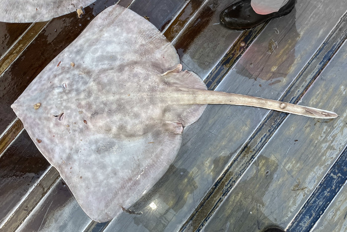 Bathyraja spinicauda Bathyraja spinicauda