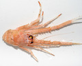 Crustacea (crustaceans)