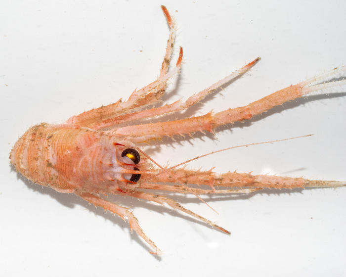 Munida tenuimana - dorsal view close-up