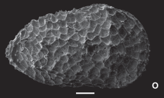 Hysterocythereis coinotes Ceolin & Whatley, 2015 - SEM valves images from original paper