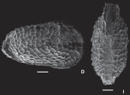 Hysterocythereis diversotuberculatus Ceolin & Whatley, 2015 - SEM valves images from original paper