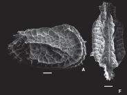 Orthrocosta decores Ceolin & Whatley, 2015 - SEM valves images from original paper